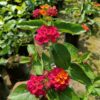 Red Lantana Flower Plant