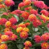 Red Lantana Flower Plant