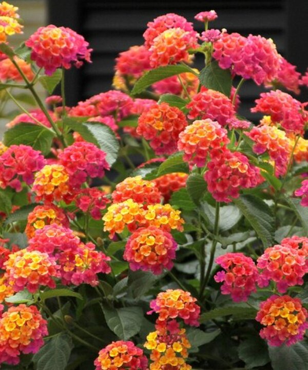 Red Lantana Flower Plant