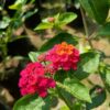 Red Lantana Flower Plant