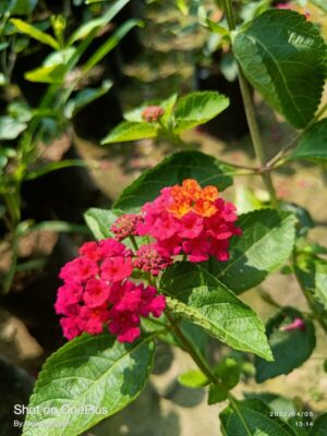 Red Lantana Flower Plant