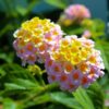 lantana-yellow1-pli Lantana Flower Plant, Yellow