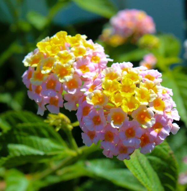 lantana-yellow1-pli Lantana Flower Plant, Yellow