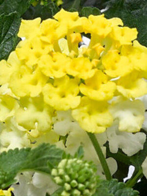 lantana-yellow3-pli Lantana Flower Plant, Yellow