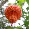 Lantern Hibiscus Flowering Plant