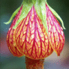 Lantern Hibiscus Flowering Plant