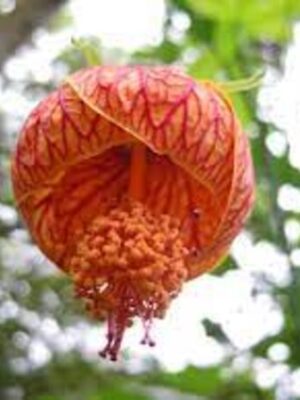 lantern-hibiscus-pli Lantern Hibiscus Flowering Plant