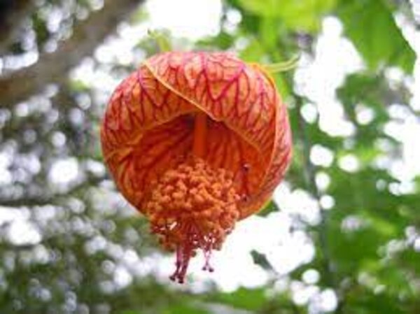 Lantern Hibiscus Flowering Plant
