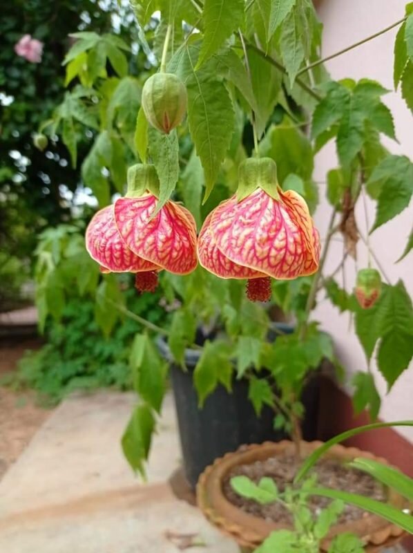 Lantern Hibiscus Flowering Plant