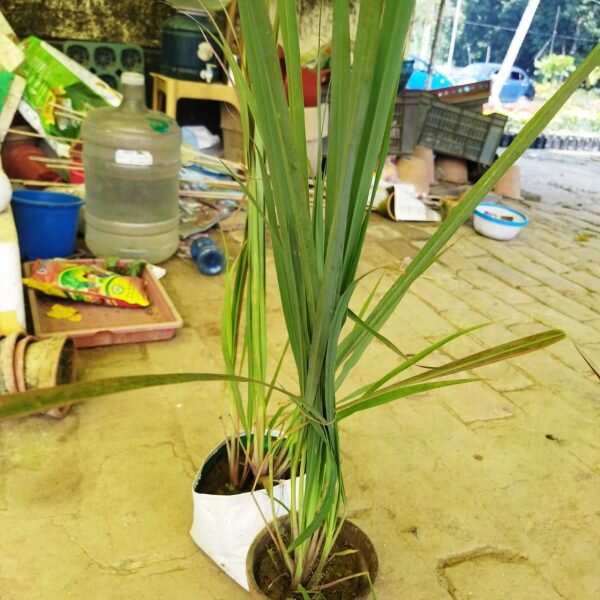 lemon-grass-live-2-pli Lemon Grass Plant