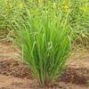 lemon-grass-live-pli Lemon Grass Plant
