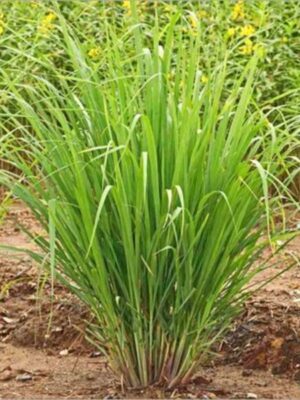 lemon-grass-live-pli Lemon Grass Plant