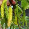Long Mulberry Fruit Plant