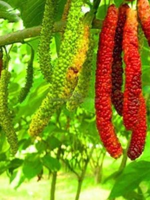 long-mulberry-3-pli Long Mulberry Fruit Plant