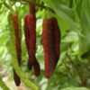 Long Mulberry Fruit Plant