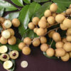 Dragon's Eye, Longan Fruit Plant