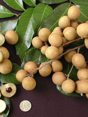 longan-2-pli Dragon's Eye, Longan Fruit Plant