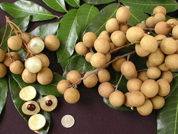 Dragon's Eye, Longan Fruit Plant