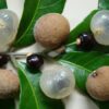 Dragon's Eye, Longan Fruit Plant