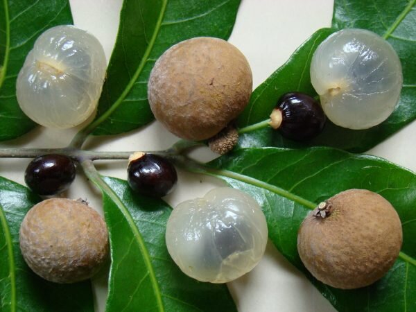 Dragon's Eye, Longan Fruit Plant