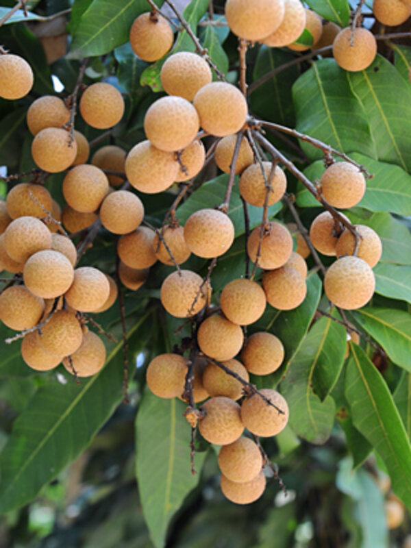 Dragon's Eye, Longan Fruit Plant