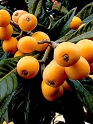 loquat-2-pli Loquat Fruit Plant