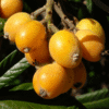 Loquat Fruit Plant