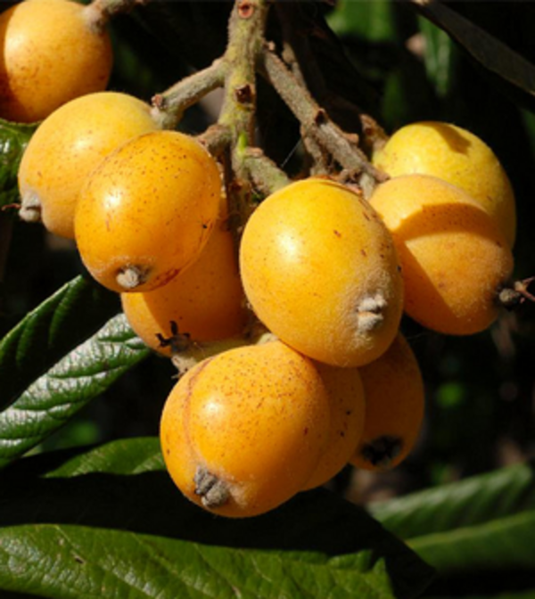 Loquat Fruit Plant