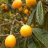 Loquat Fruit Plant