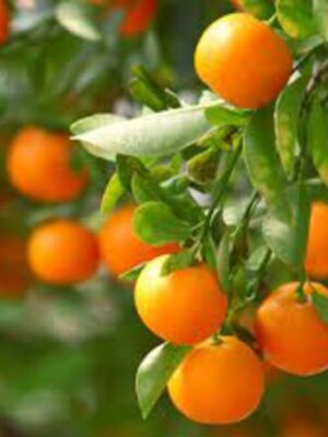 mandarin-orange-3-pli-1 Mandarin Orange Fruit Plant