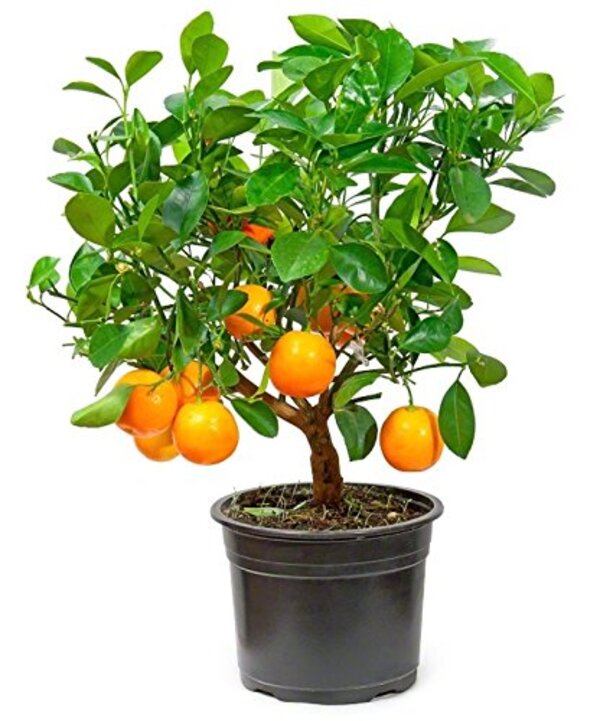 Mandarin Orange Fruit Plant