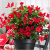 Mandevillae Flowering Plant, Red