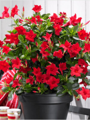 mandevilla-red-pli Mandevillae Flowering Plant, Red