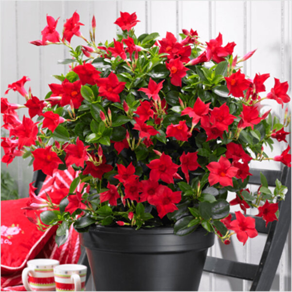 Mandevillae Flowering Plant, Red