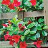 Mandevillae Flowering Plant, Red