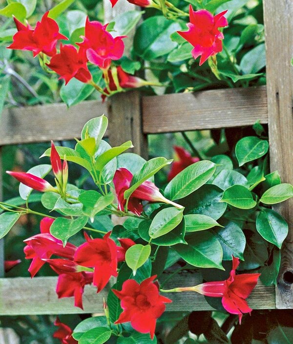 Mandevillae Flowering Plant, Red