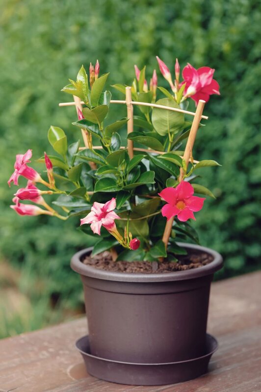 Mandevillae Flowering Plant, Red