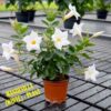 Mandevilla Flower Plant, White