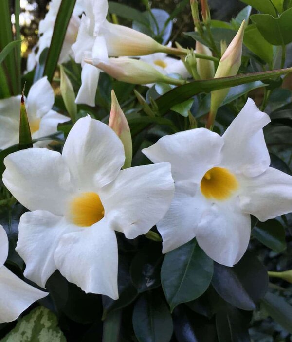 Mandevilla Flower Plant, White