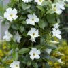 Mandevilla Flower Plant, White