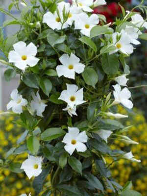 mandevilla-white3-pli Mandevilla Flower Plant, White