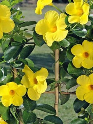 mandevilla-yellow2-pli Mandevilla Flowering Plant, Yellow
