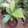 Mangosteen Fruit Plant