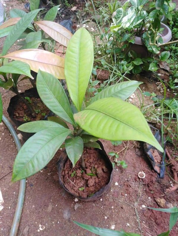 Mangosteen Fruit Plant