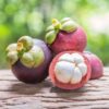 Mangosteen Fruit Plant