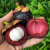 Mangosteen Fruit Plant