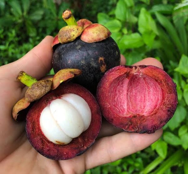 Mangosteen Fruit Plant