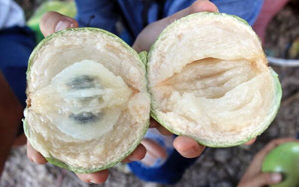 Milk Fruit Plant