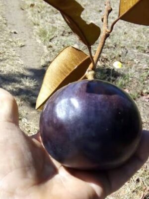 milk-3-pli-1 Milk Fruit Plant