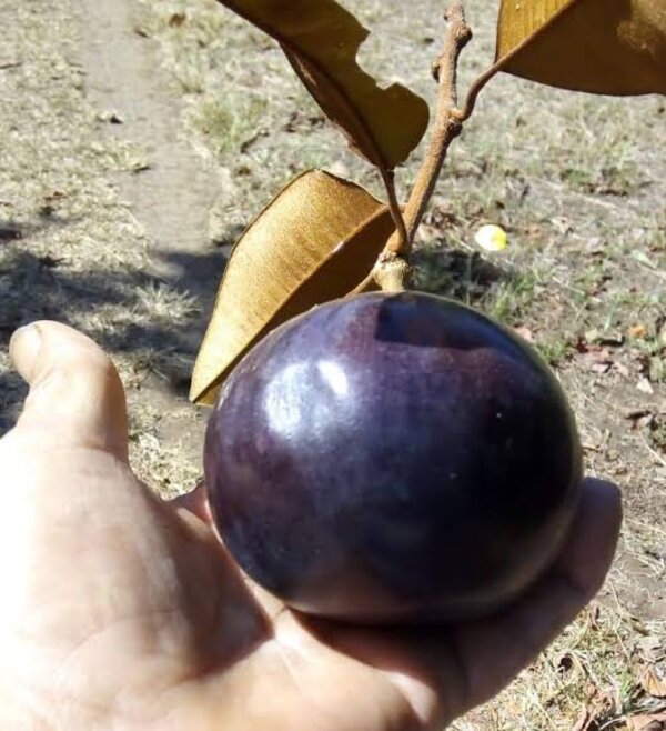 Milk Fruit Plant